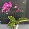 Орхидея Phalaenopsis Chia E Yenlin, variegata & 2 eyes (отцвел) 