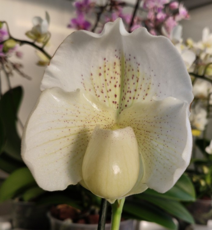 Орхидея Paphiopedilum White Lady (отцвел)