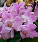 Орхидея Phalaenopsis Lieke, mini 