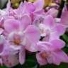 Орхидея Phalaenopsis Lieke, mini 