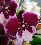 Орхидея Phalaenopsis Reyoung Edie, Big Lip (цветет, РЕАНИМАШКА)