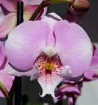Орхидея Phal.Younghome Princess '0178', Big Lip (цветет, УЦЕНКА)