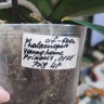 Орхидея Phal.Younghome Princess '0178', Big Lip (отцвел, РЕАНИМАШКА)