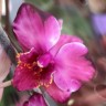 Орхидея Phalaenopsis midi (отцвёл)  