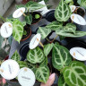 Anthurium Silver Blush (детка)