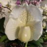 Орхидея Paphiopedilum White Lady (отцвел)