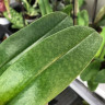 Орхидея Paphiopedilum White Lady (отцвел)