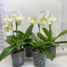 Орхидея Paphiopedilum White Lady (отцвел)