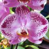 Орхидея Phalaenopsis Jubao Fairy (отцвёл)