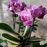 Орхидея Phalaenopsis Sogo Vivien variegata, mini (отцвел)