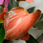 Anthurium Rainbow Champion (отцвел)