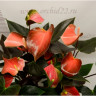 Anthurium Rainbow Champion (отцвел)