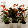 Anthurium Rainbow Champion (отцвел)