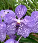 Орхидея Vanda coerulea (сеянцы)