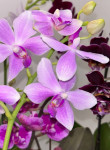 Орхидея Phalaenopsis, multiflora 