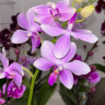 Орхидея Phalaenopsis, multiflora 