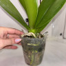 Орхидея Phalaenopsis, multiflora 