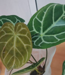 Anthurium Crystallinum (Антуриум Хрустальный)