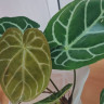 Anthurium Crystallinum (Антуриум Хрустальный)