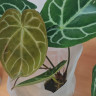 Anthurium Crystallinum (Антуриум Хрустальный)