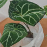 Anthurium Crystallinum (Антуриум Хрустальный)