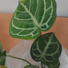 Anthurium Crystallinum (Антуриум Хрустальный)