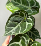 Anthurium Crystallinum (Антуриум Хрустальный)
