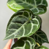 Anthurium Crystallinum (Антуриум Хрустальный)