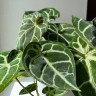 Anthurium Crystallinum (Антуриум Хрустальный)
