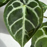 Anthurium Crystallinum (Антуриум Хрустальный)