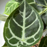 Anthurium Crystallinum (Антуриум Хрустальный)