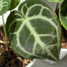 Anthurium Crystallinum (Антуриум Хрустальный)