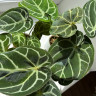 Anthurium Crystallinum (Антуриум Хрустальный)