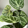 Anthurium Crystallinum (Антуриум Хрустальный)