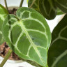 Anthurium Crystallinum (Антуриум Хрустальный)