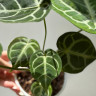 Anthurium Crystallinum (Антуриум Хрустальный)