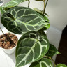 Anthurium Crystallinum (Антуриум Хрустальный)