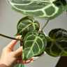 Anthurium Crystallinum (Антуриум Хрустальный)
