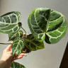 Anthurium Crystallinum (Антуриум Хрустальный)