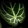 Anthurium Crystallinum (Антуриум Хрустальный)
