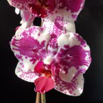 Орхидея Phalaenopsis Pirate Prince