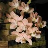 Орхидея Rhynchostylis gigantea Peach (отцвел)