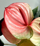 Anthurium Exota