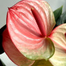 Anthurium Exota