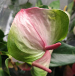 Anthurium Exota (отцвел)
