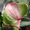Anthurium Exota (отцвел)