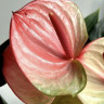 Anthurium Exota 