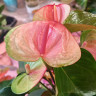 Anthurium Exota 