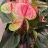 Anthurium Exota 