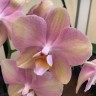 Орхидея Phalaenopsis Rainbow Design